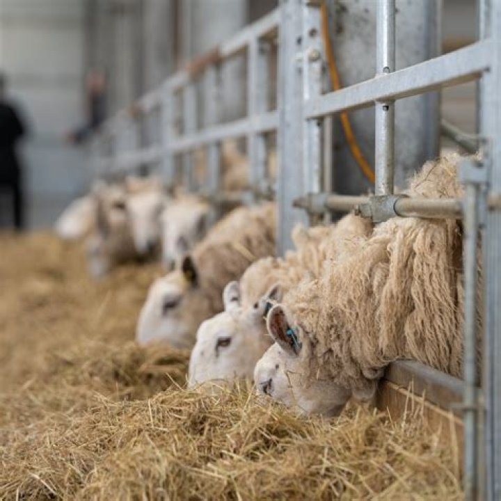 Should sheep be sheared?