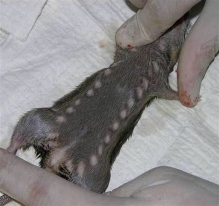 What is multimammate rat?