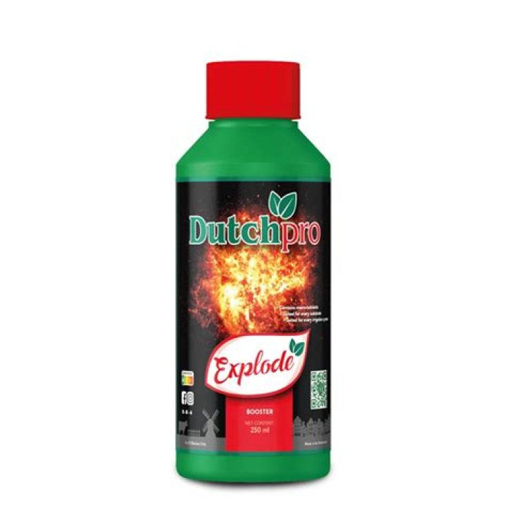 When to add dutch pro explode?