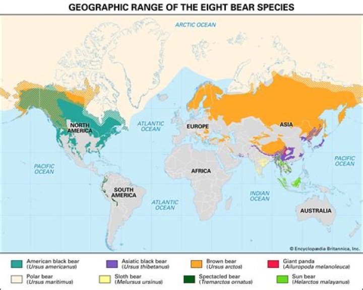 Where do brown bears live?