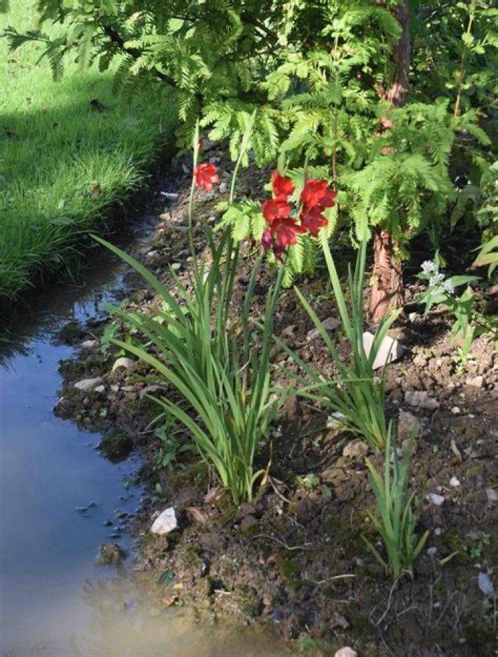 Where to plant hesperantha?