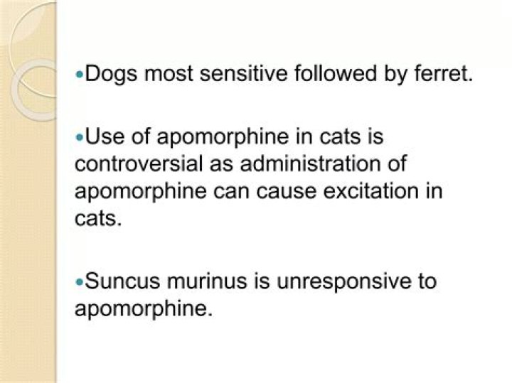 Why is apomorphine contraindicated in cats?